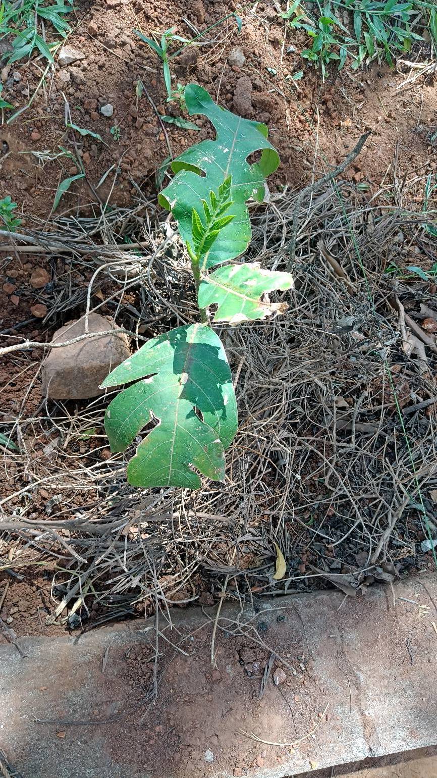 tree