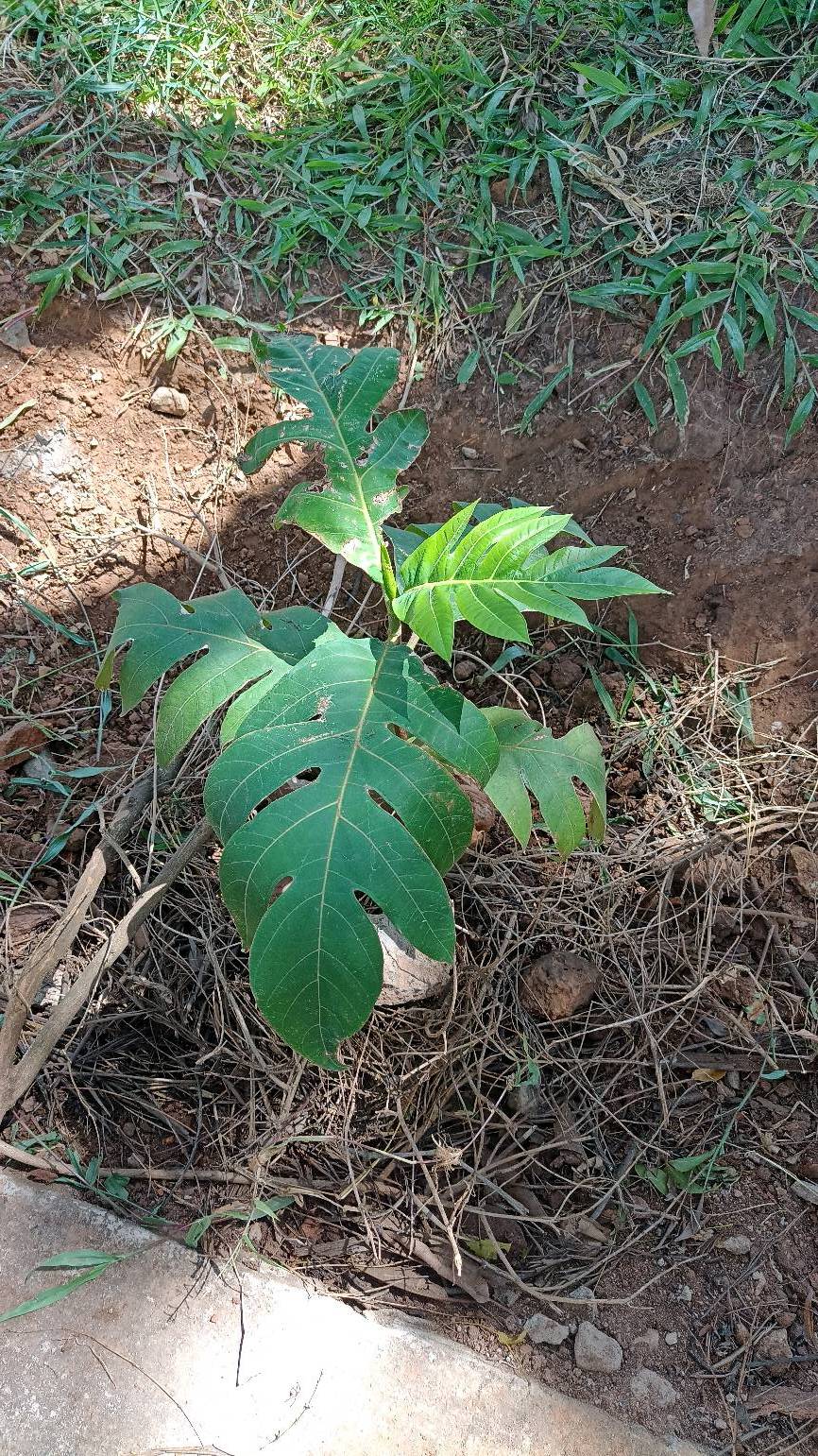 tree
