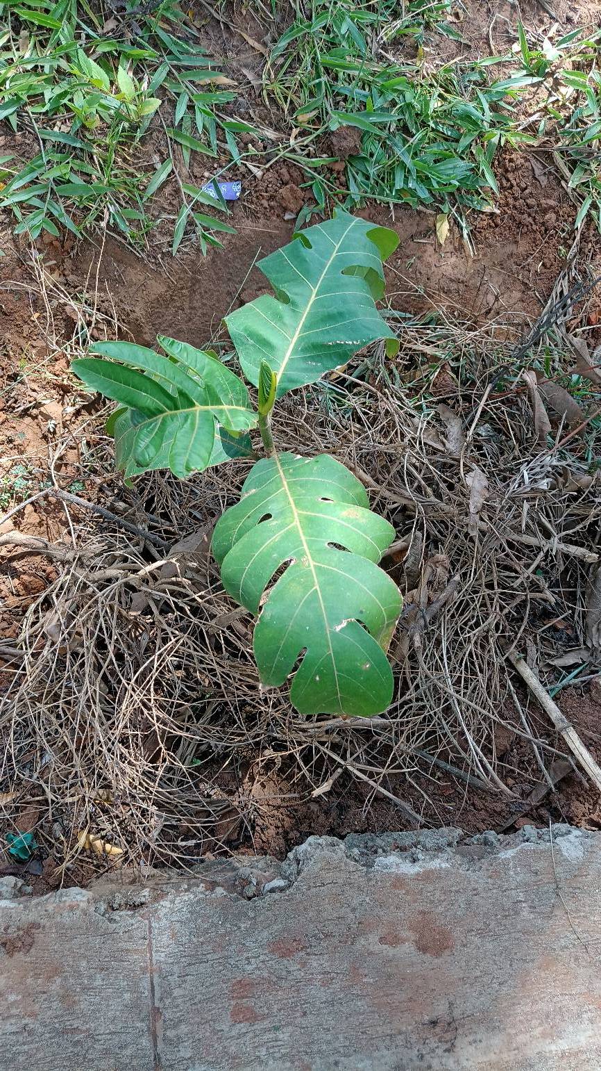 tree