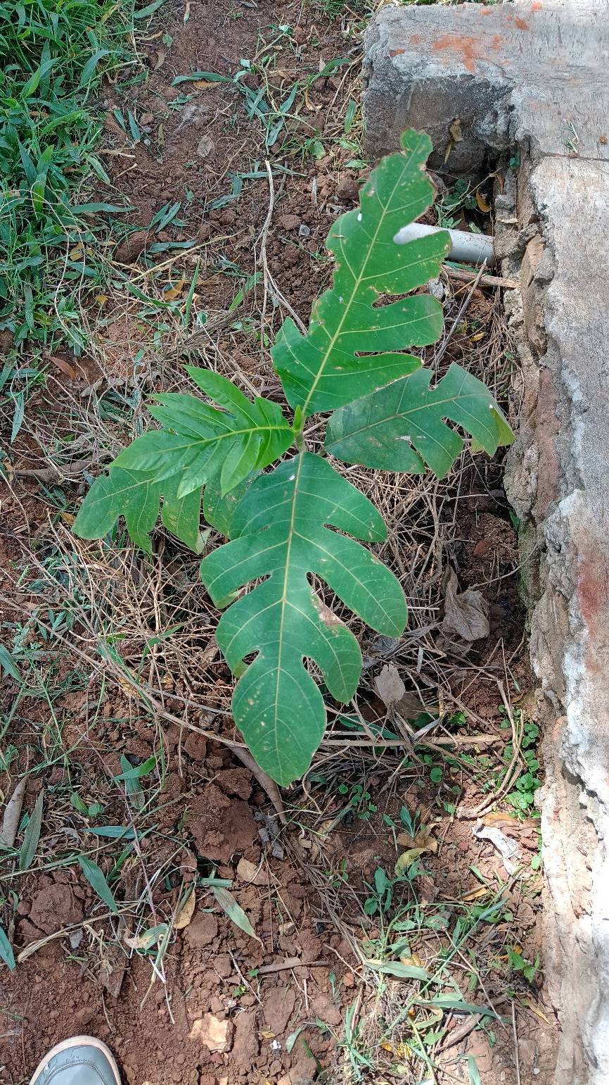 tree
