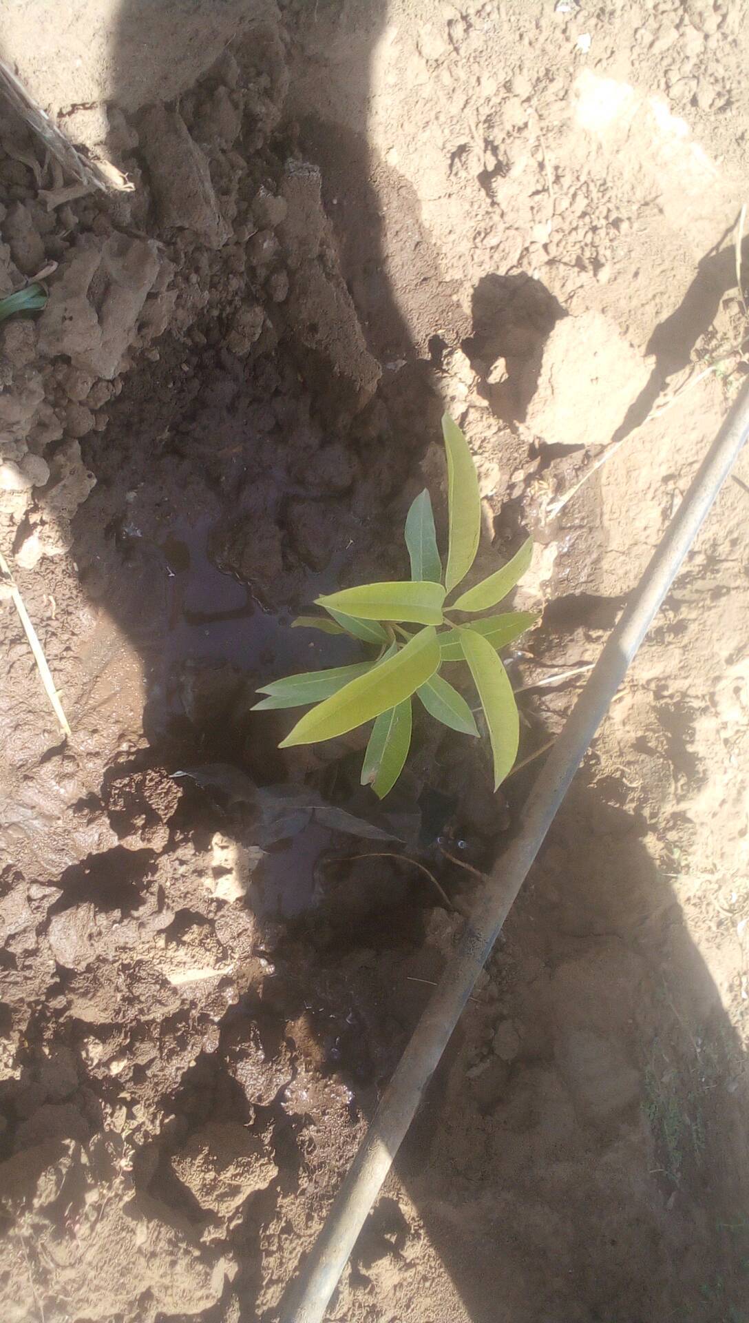 tree