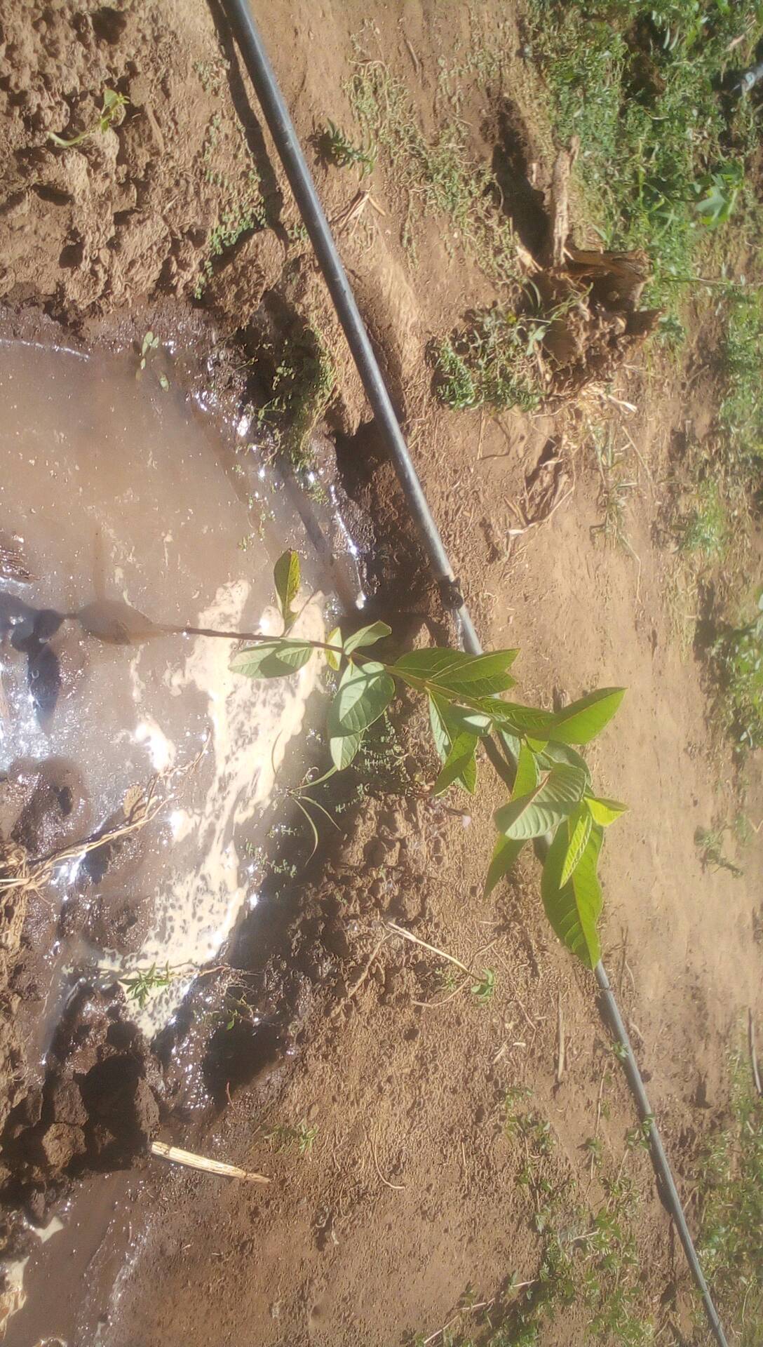 tree
