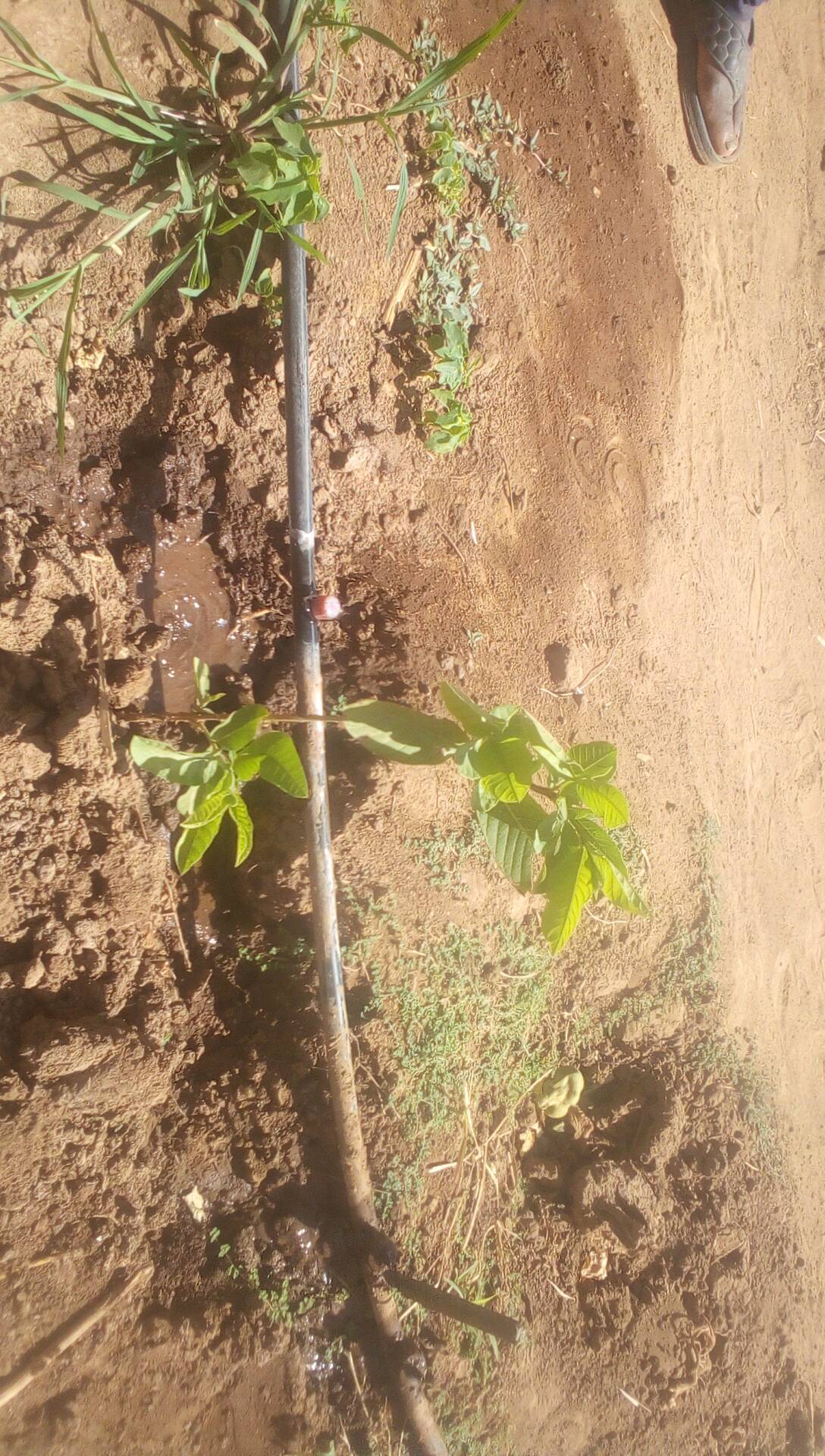 tree