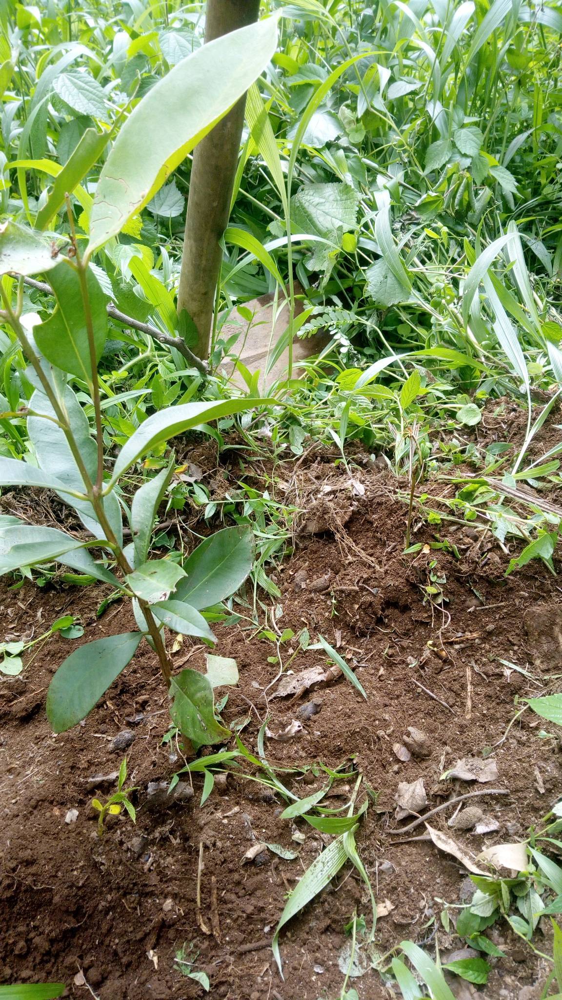 tree