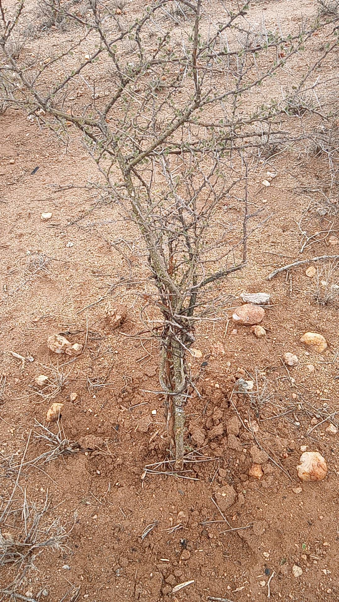 tree