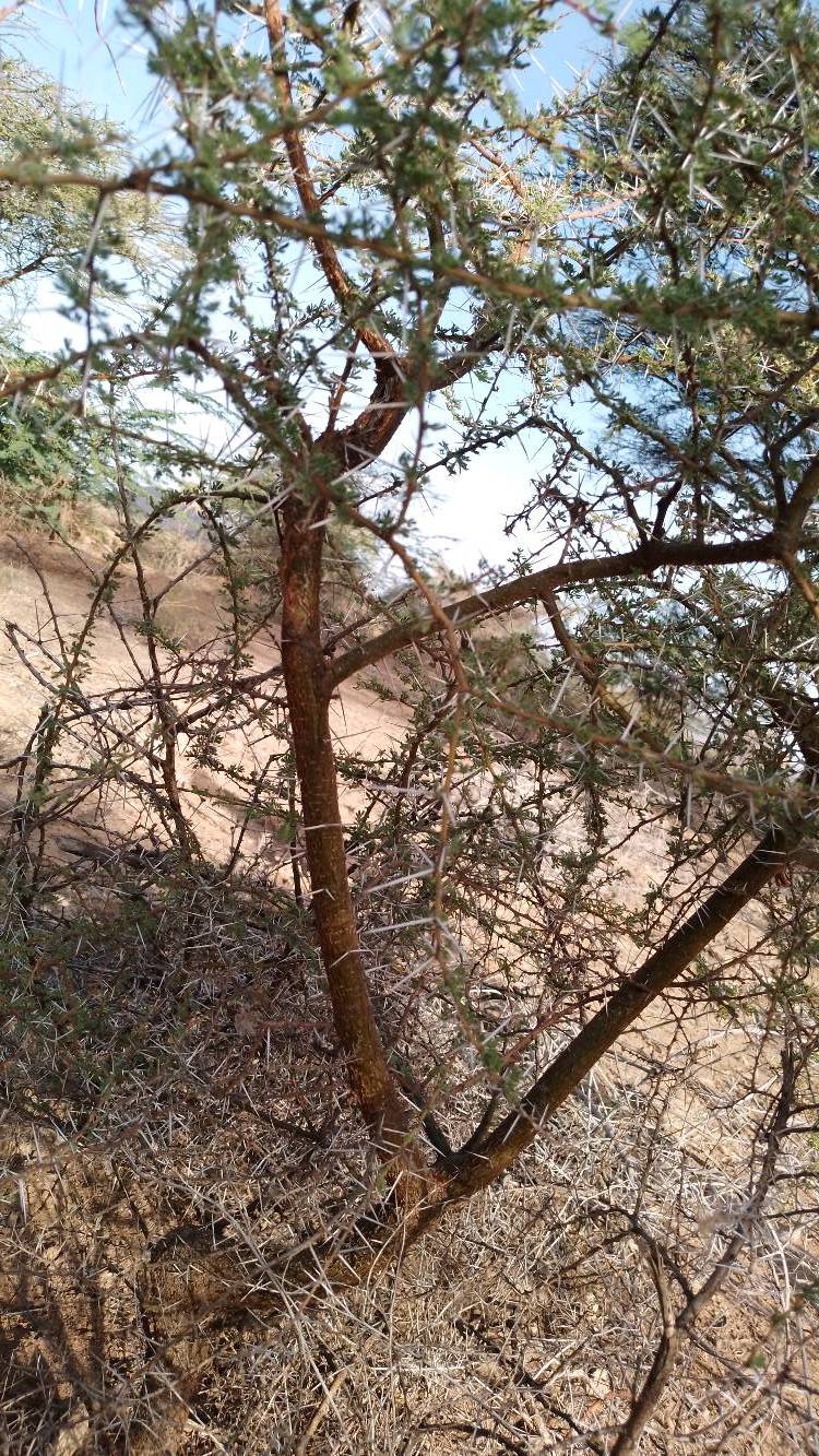 tree