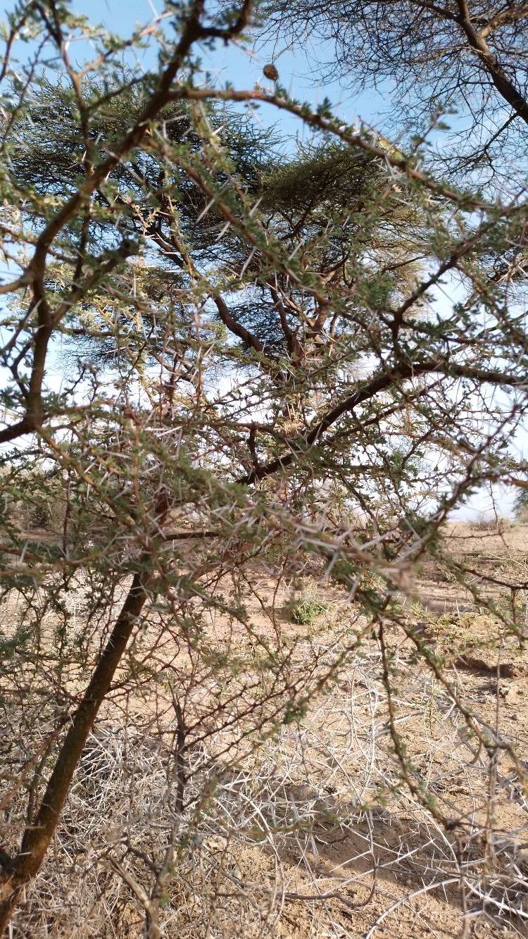 tree