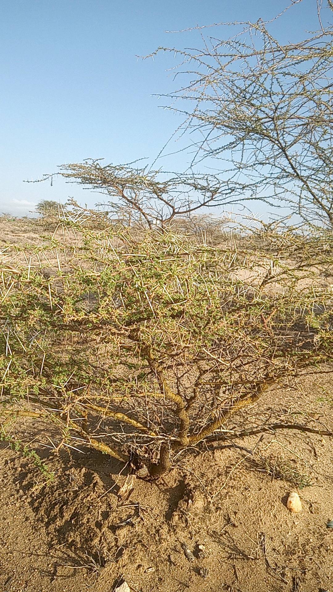 tree