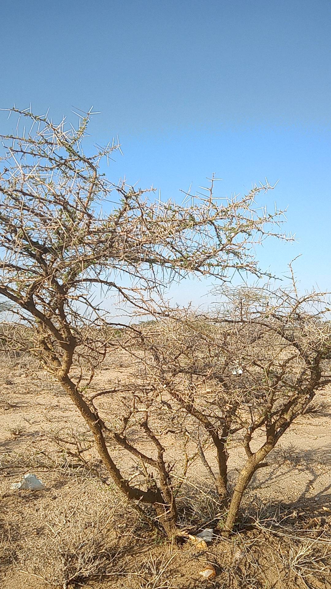 tree
