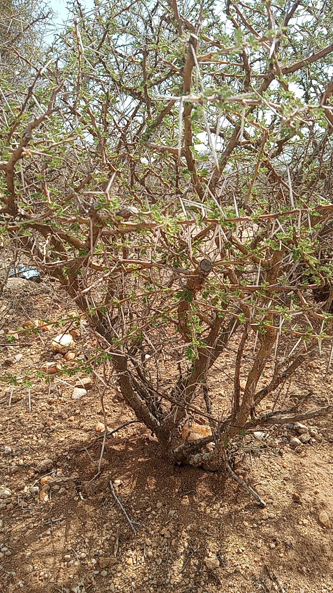 tree