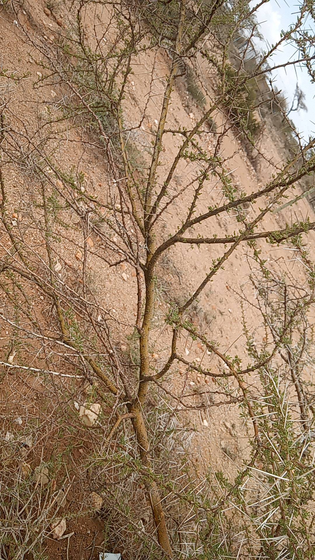 tree