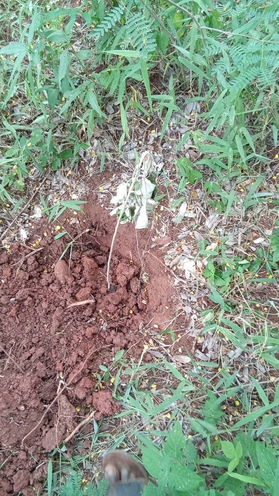 tree