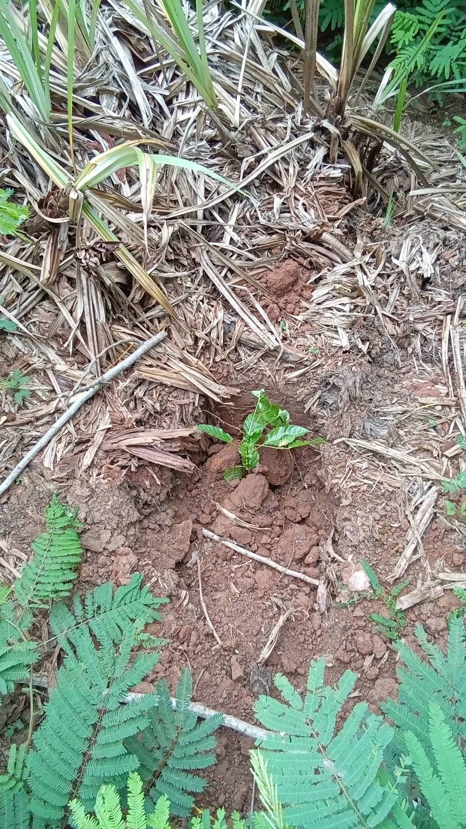 tree