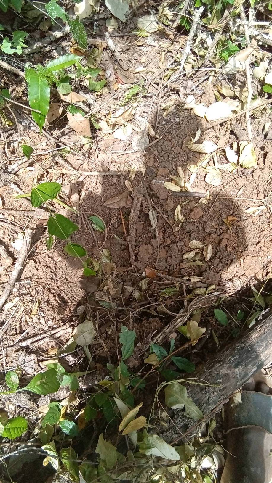 tree