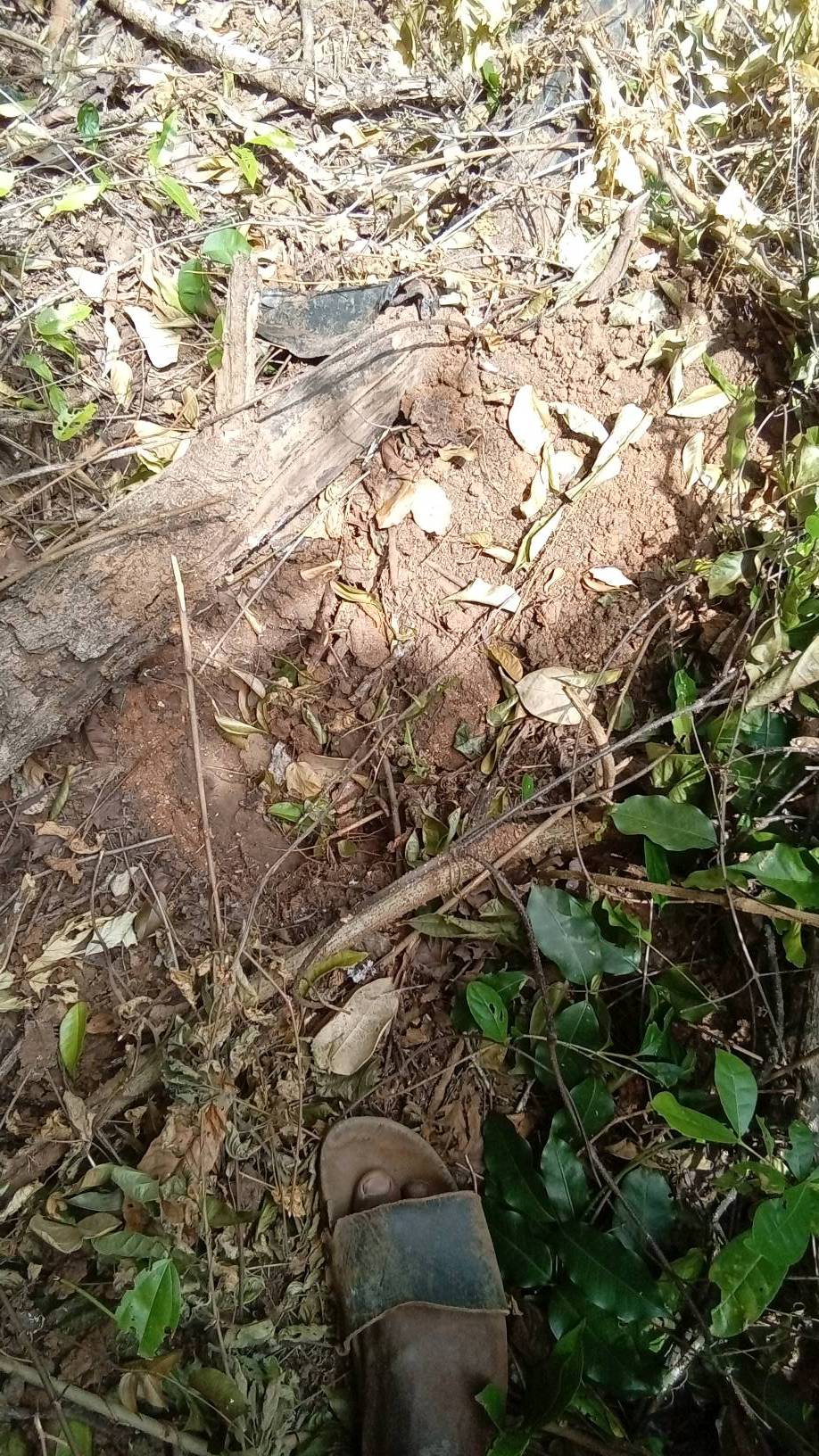 tree