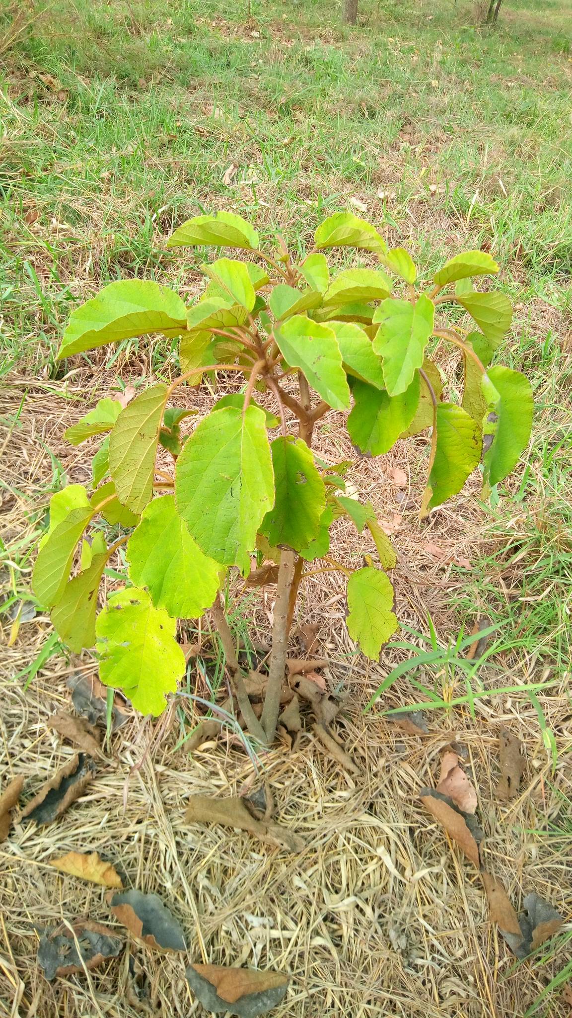 tree