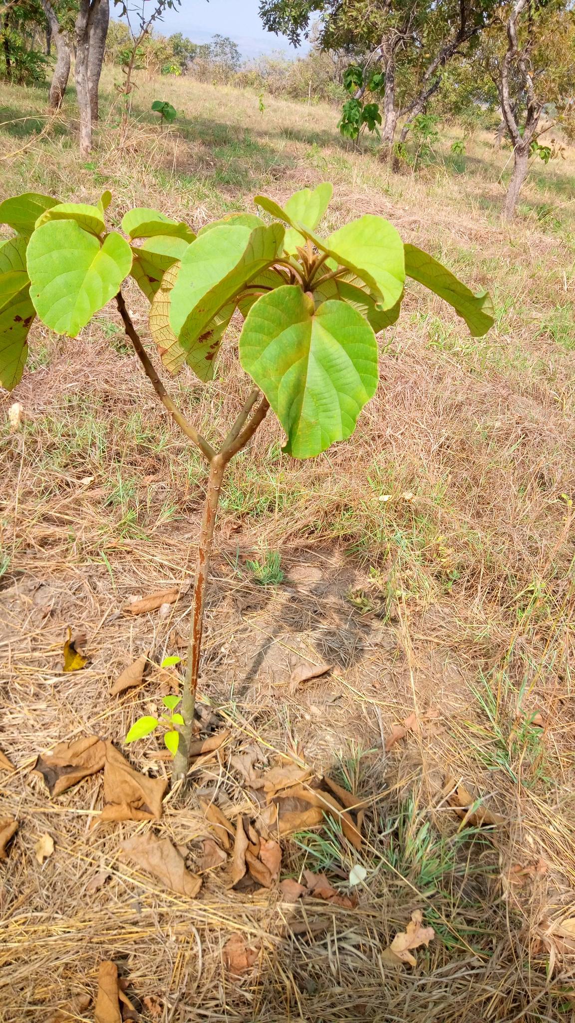 tree