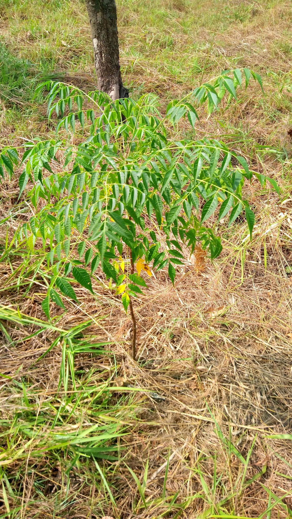 tree