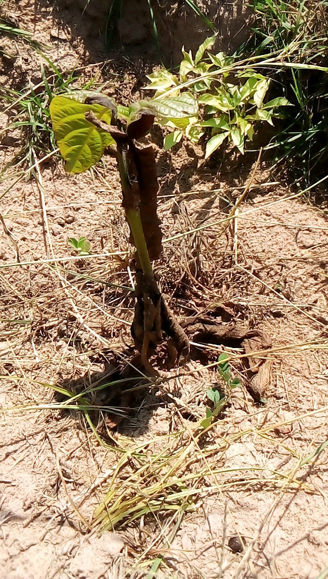 tree