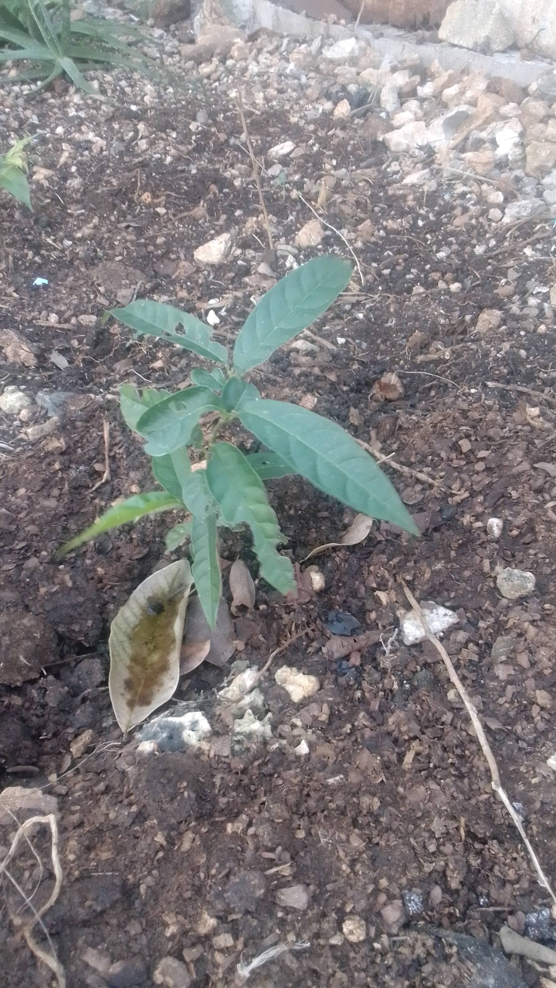 tree