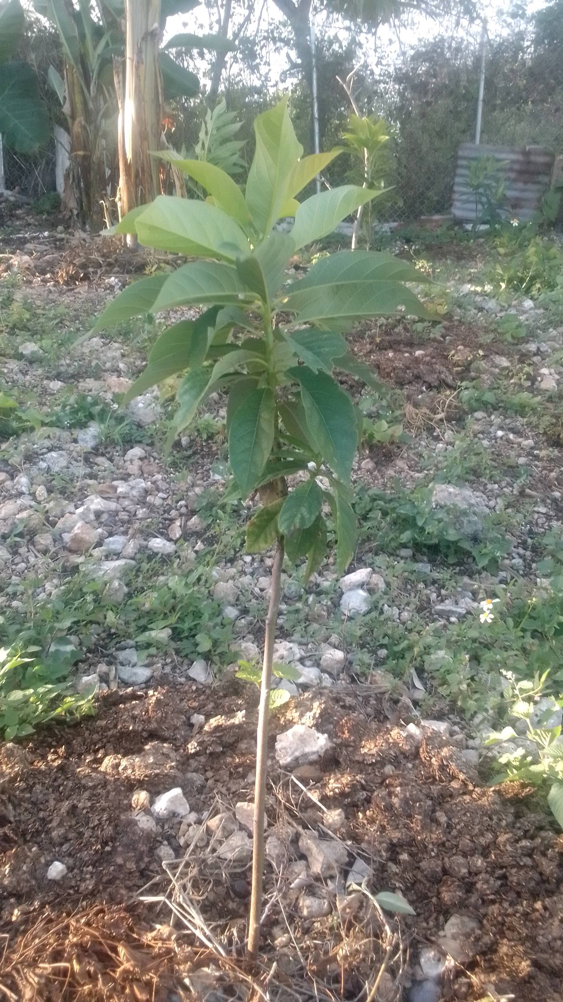 tree