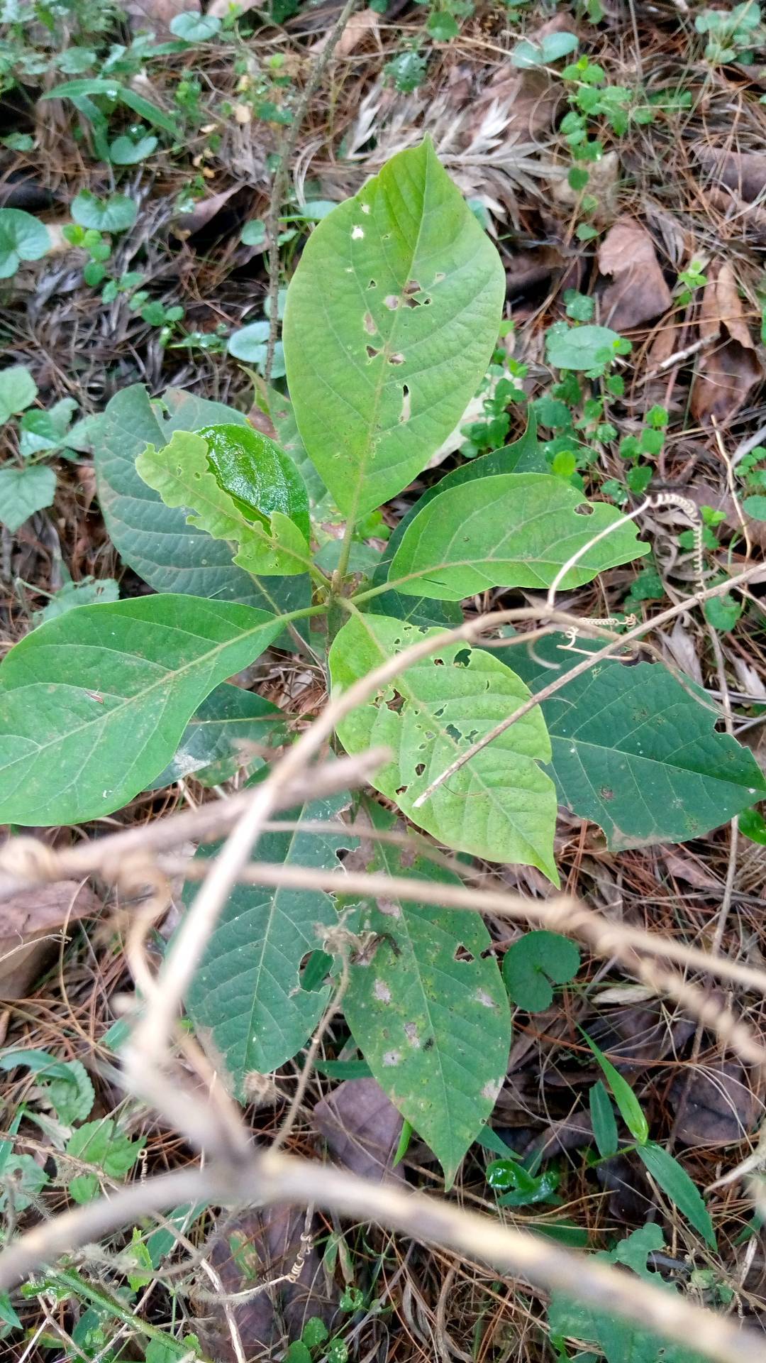 tree