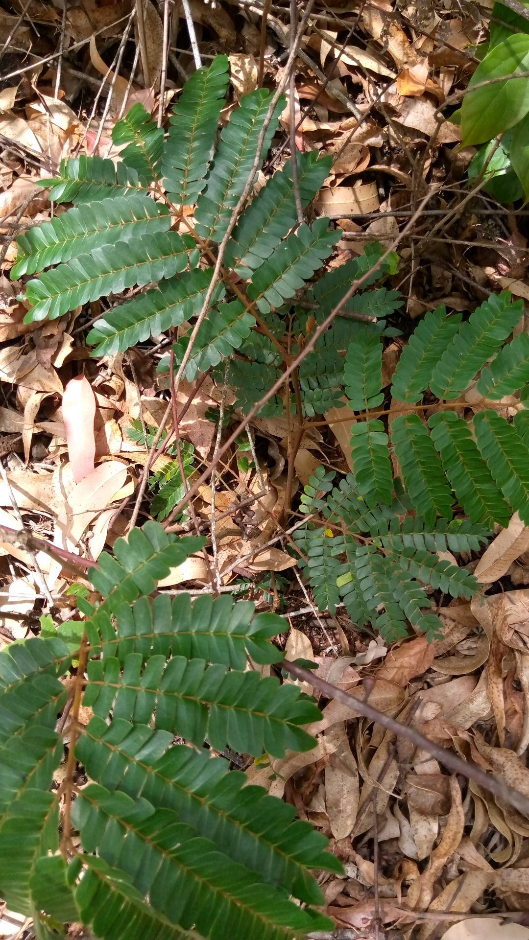 tree
