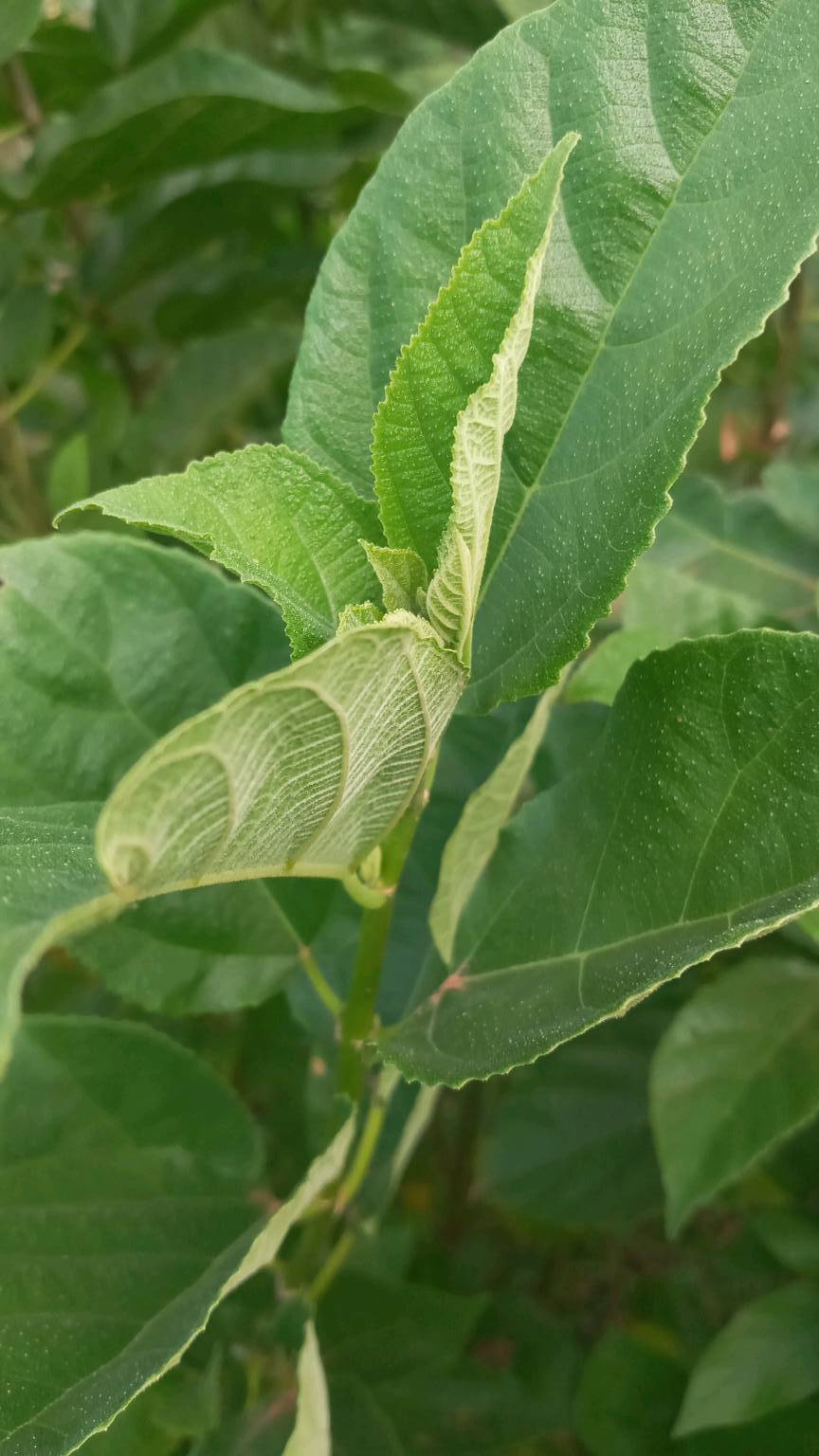 tree