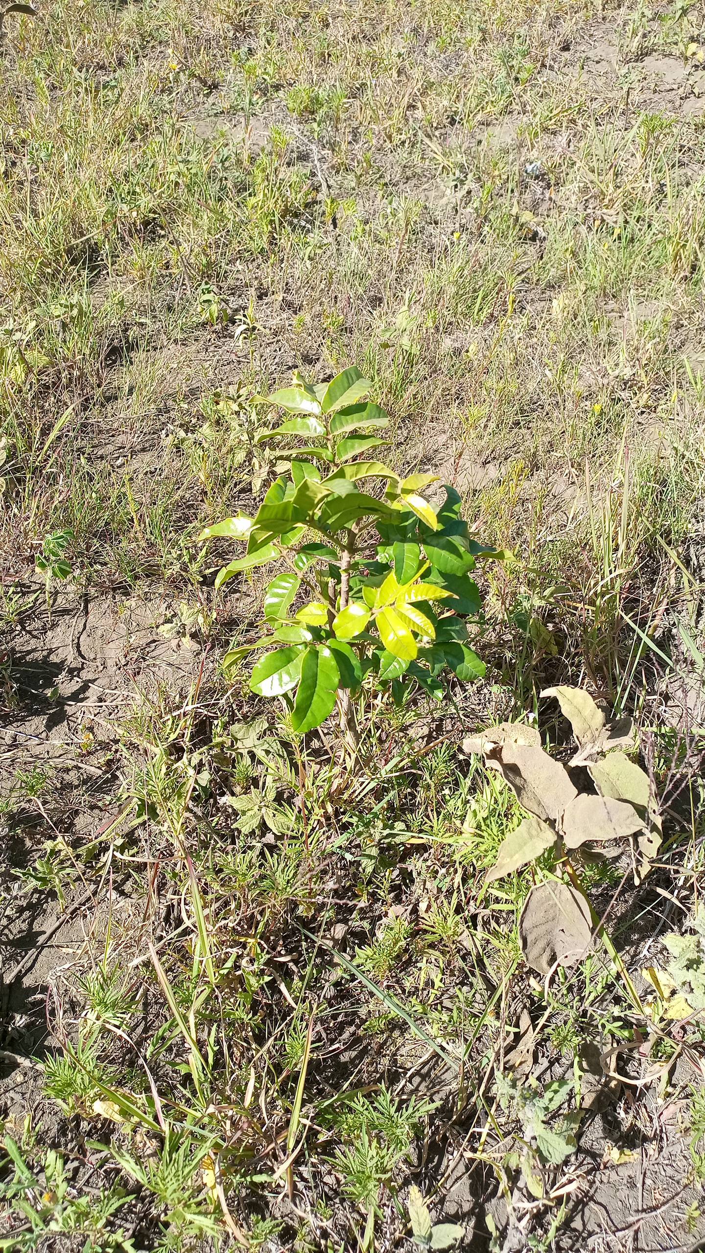 tree
