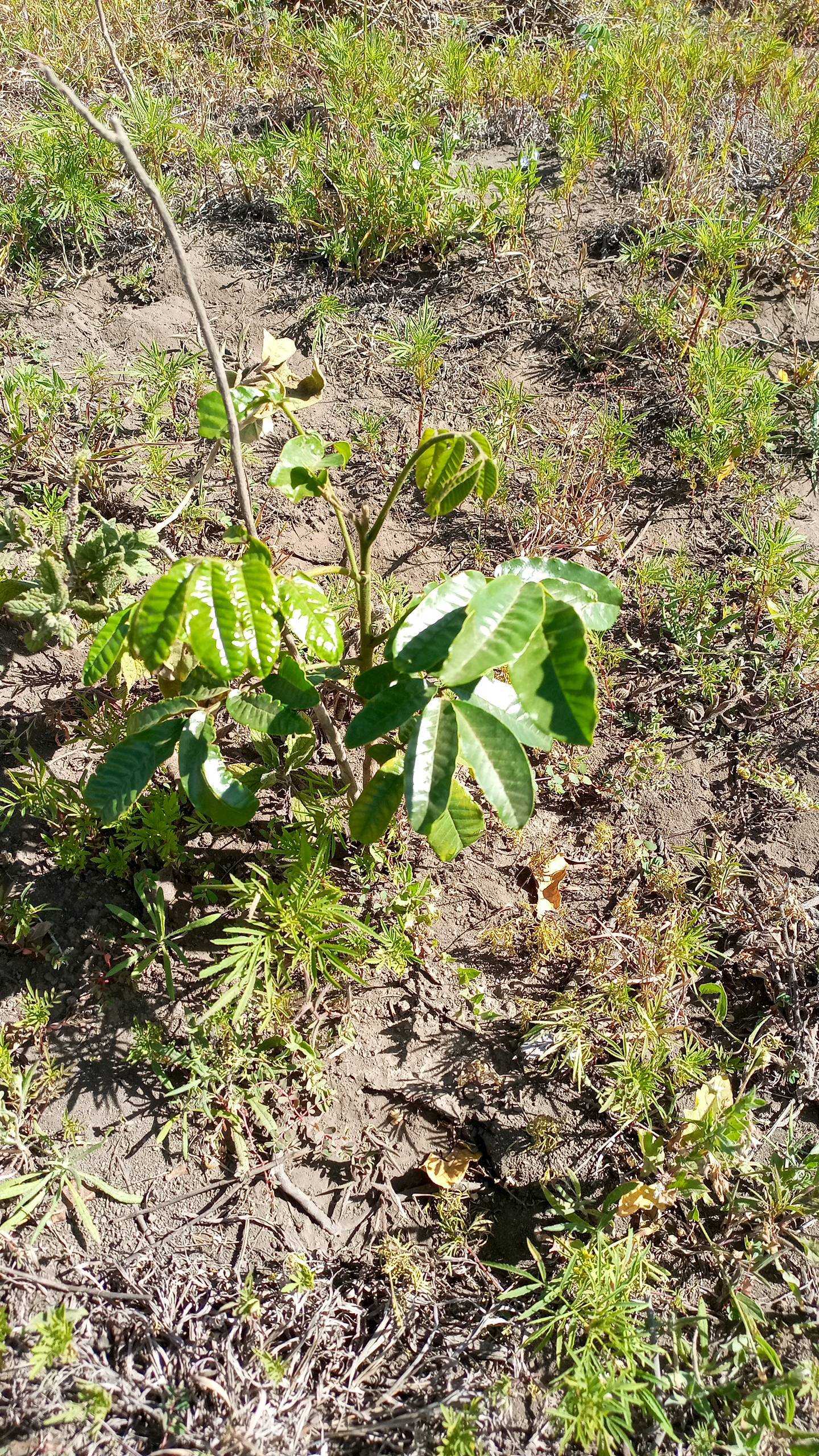 tree