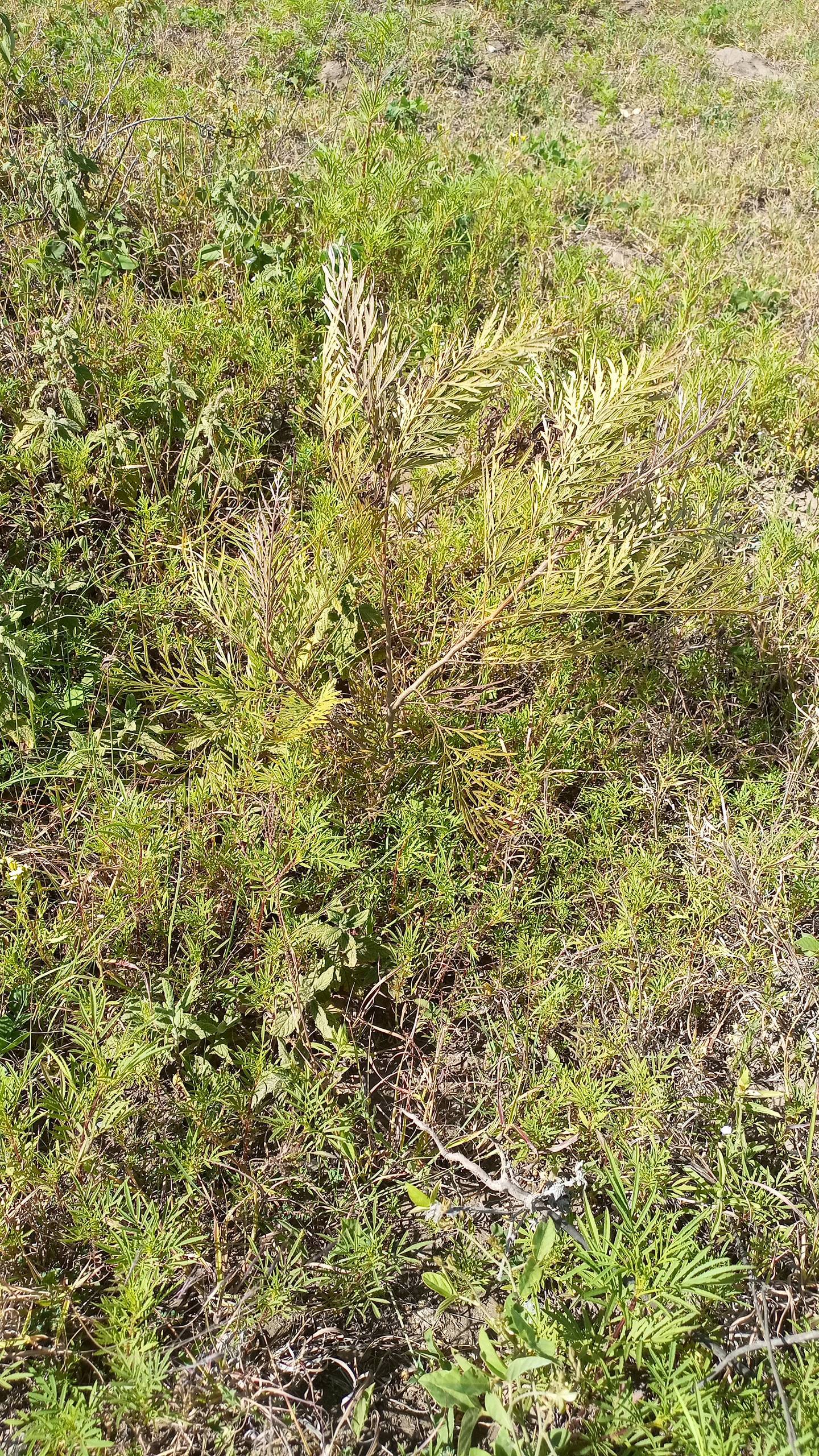 tree