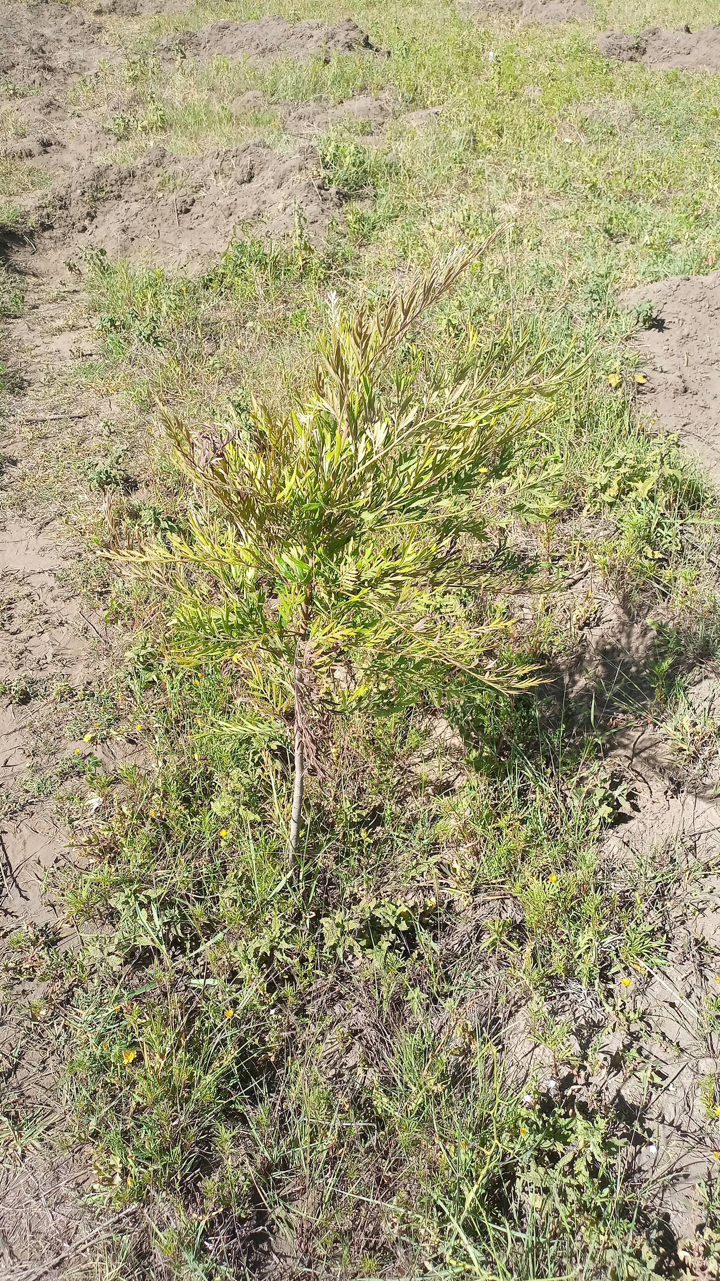 tree