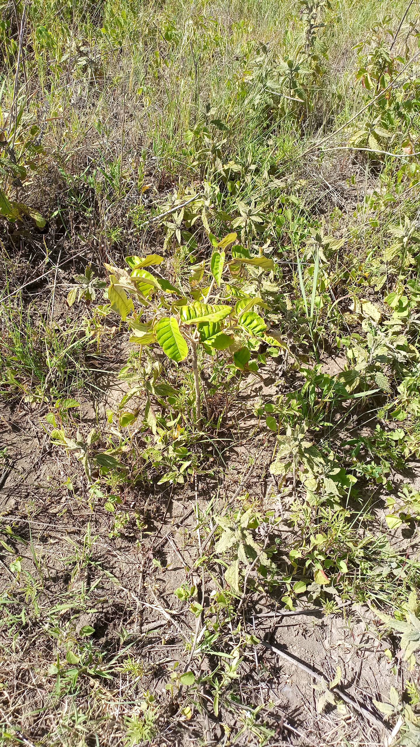 tree