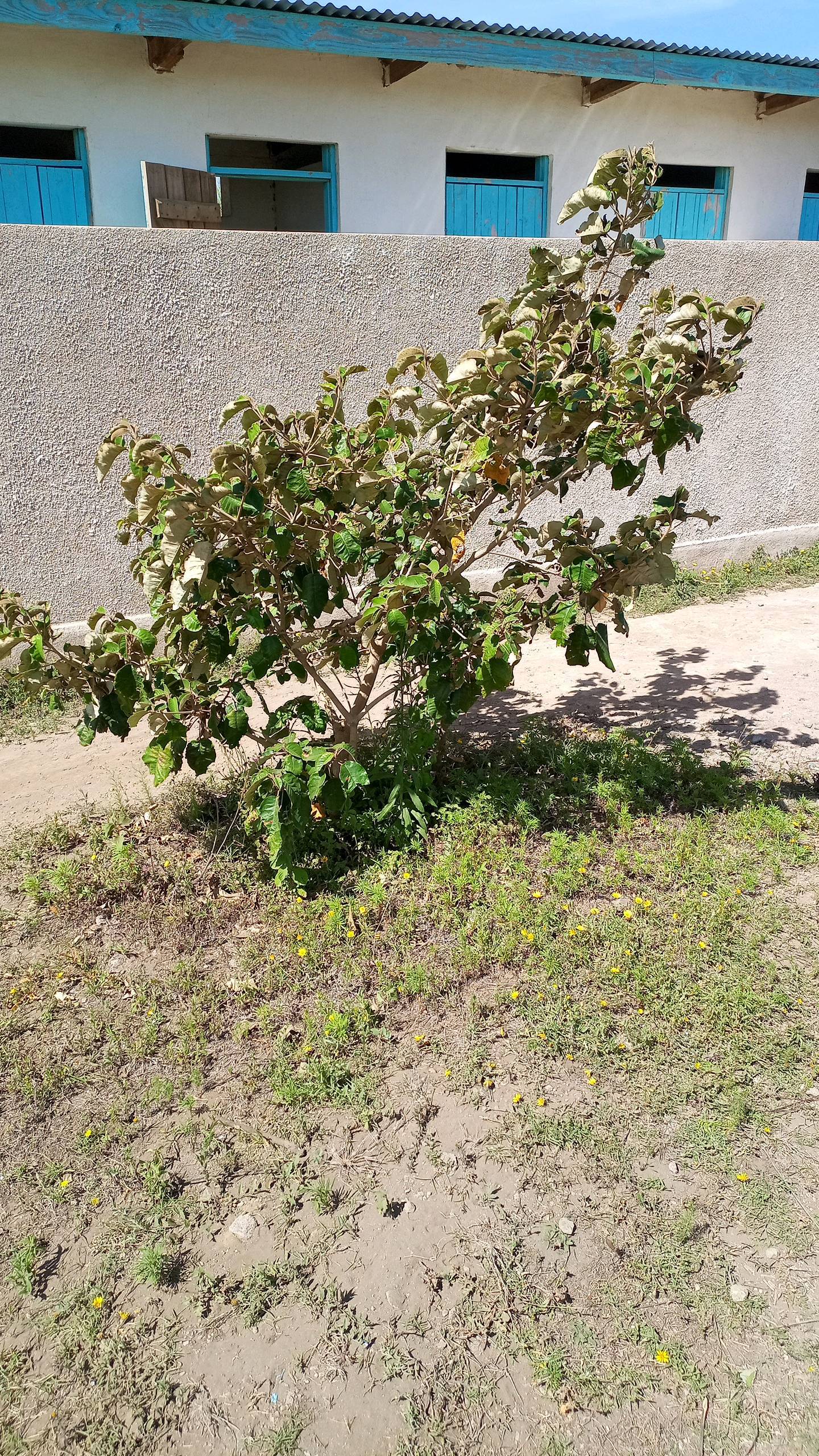 tree