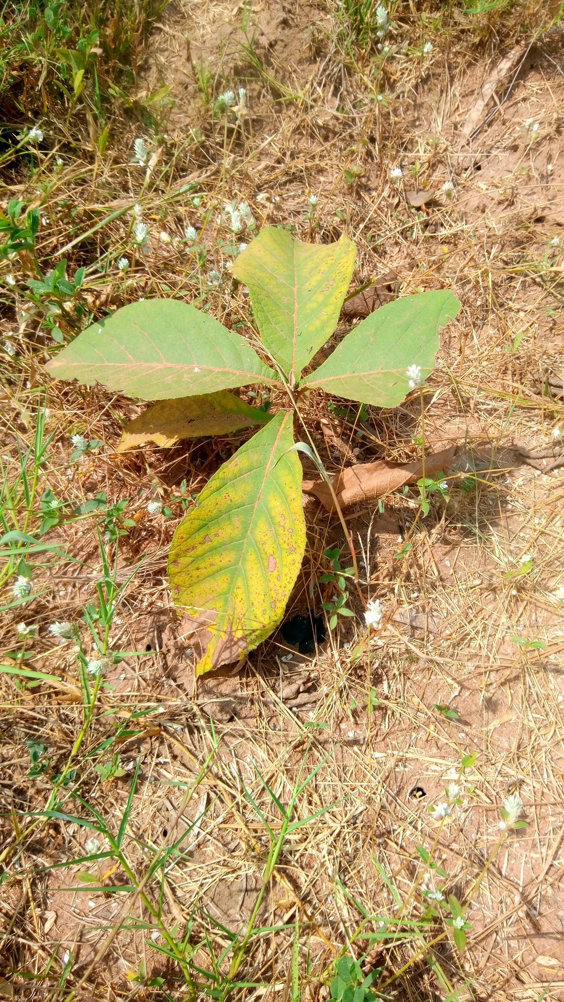 tree