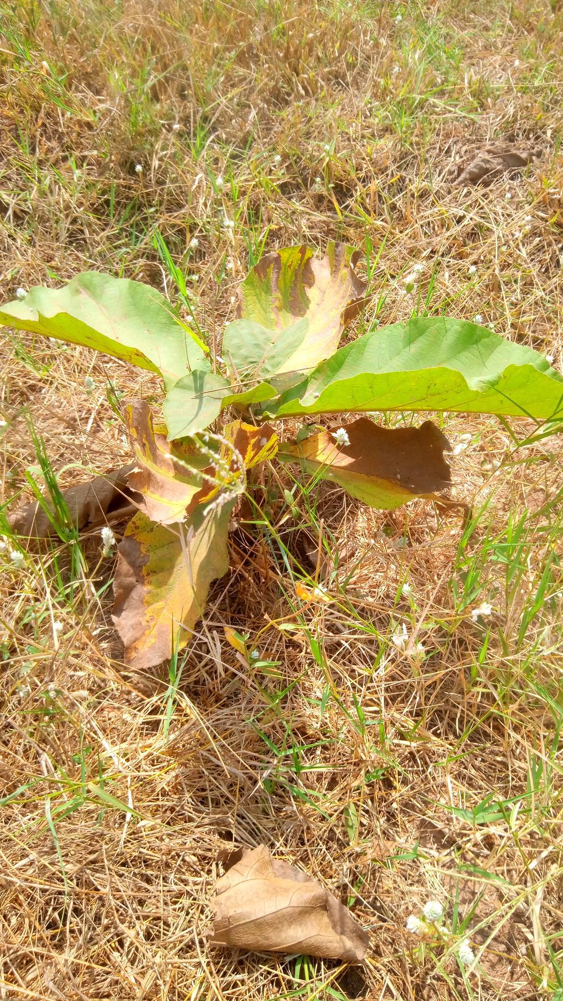 tree