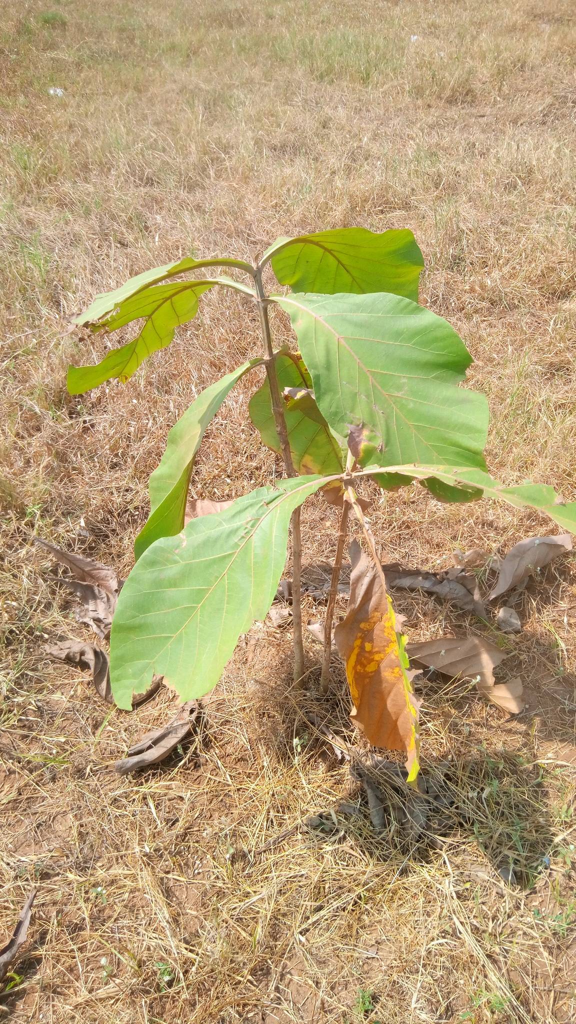 tree