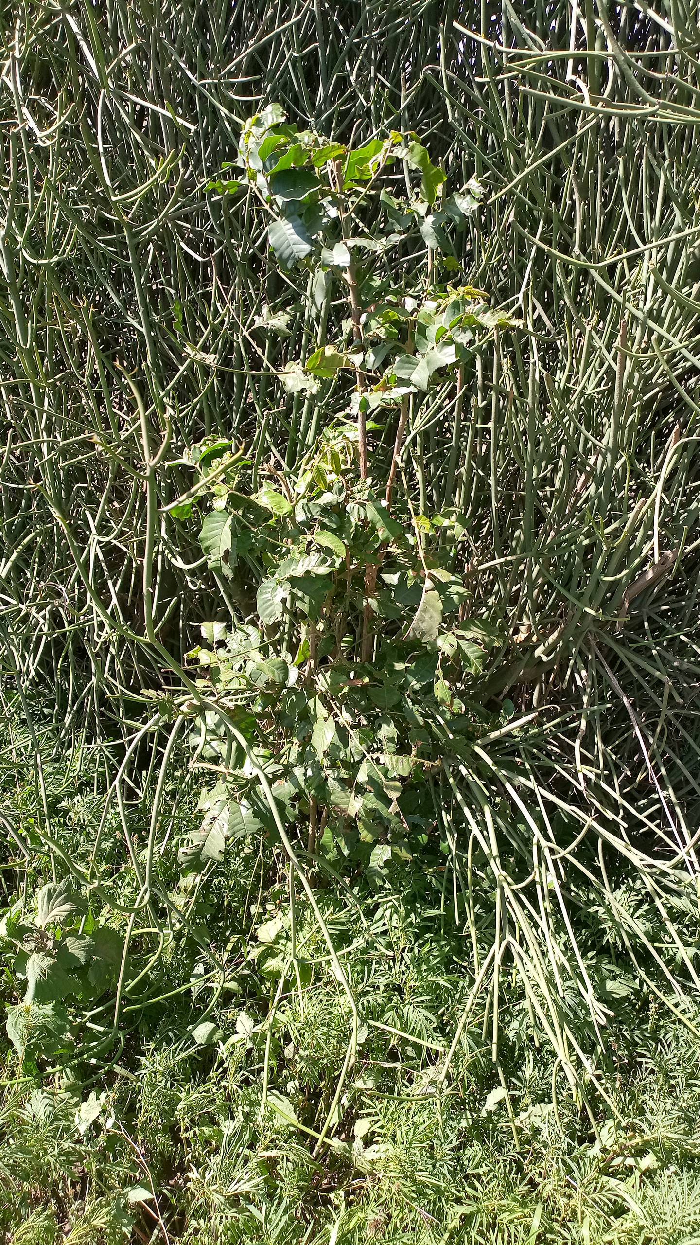 tree