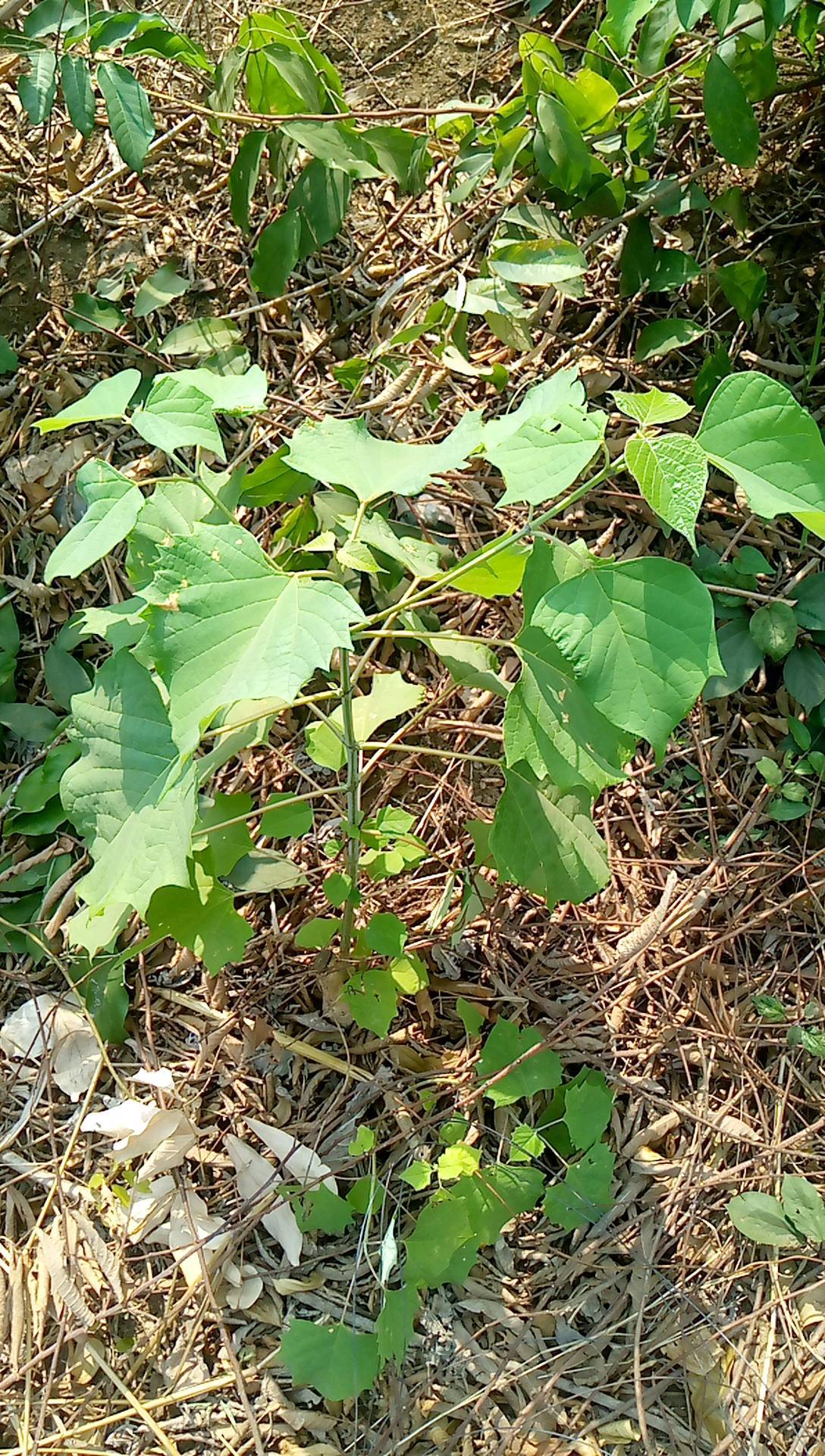 tree
