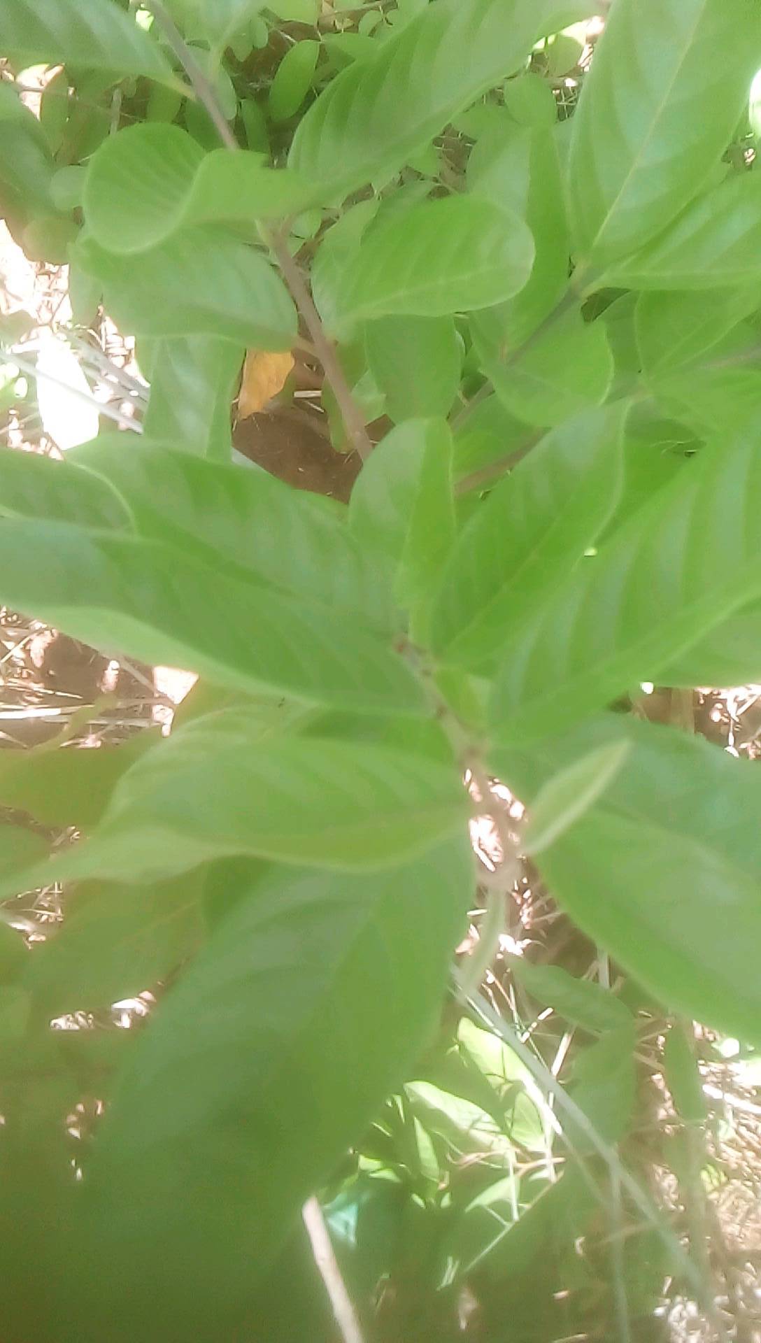 tree