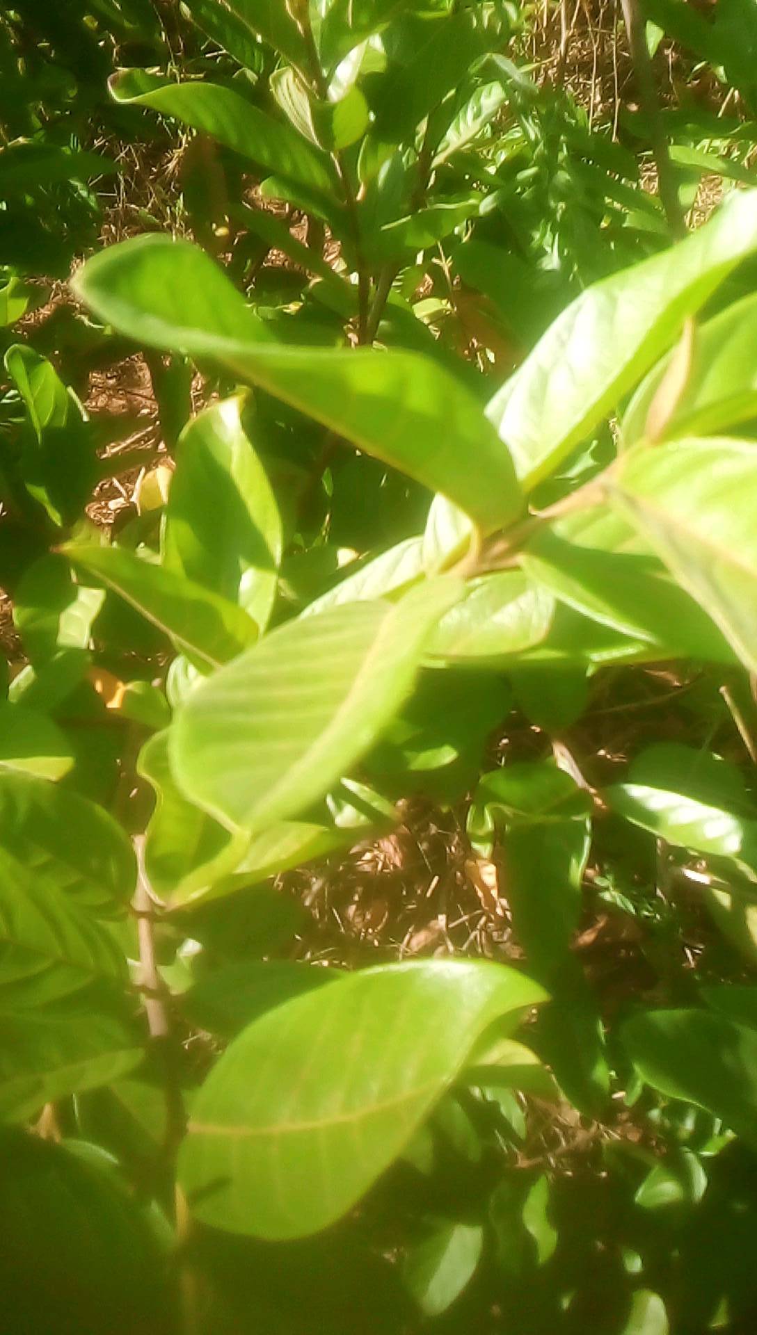tree