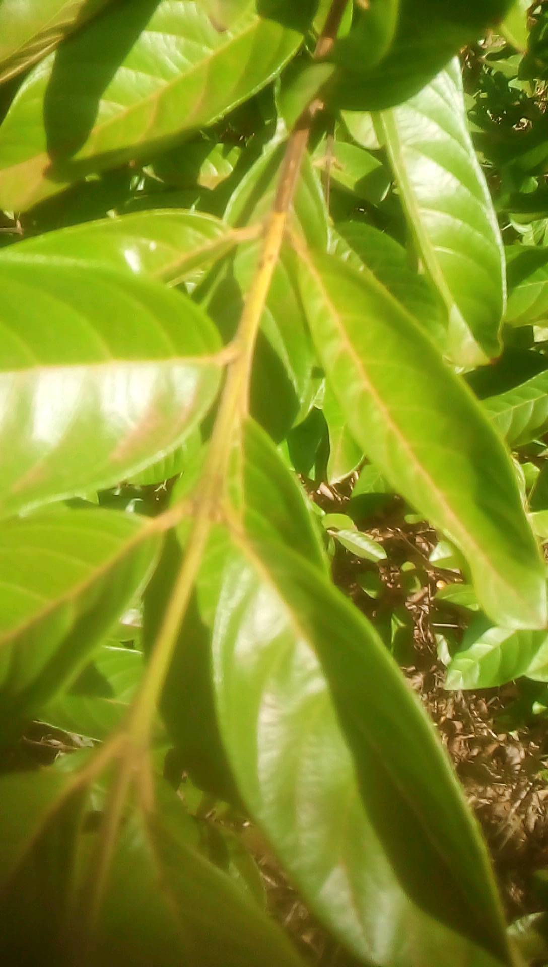 tree