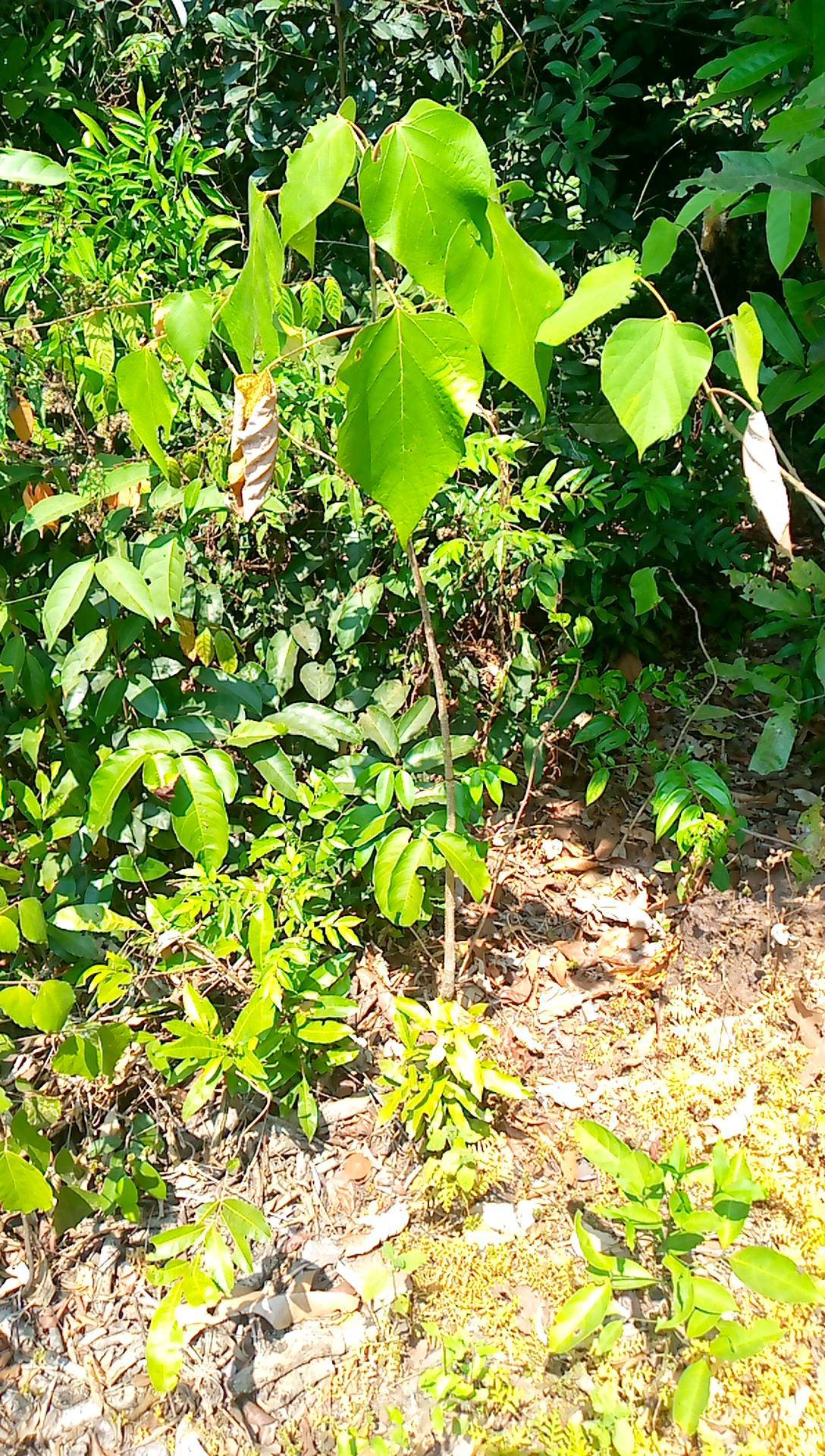 tree