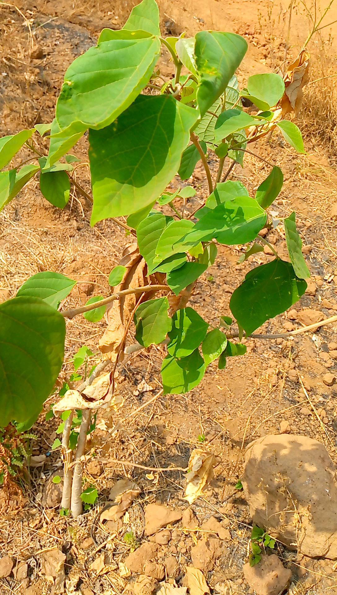 tree
