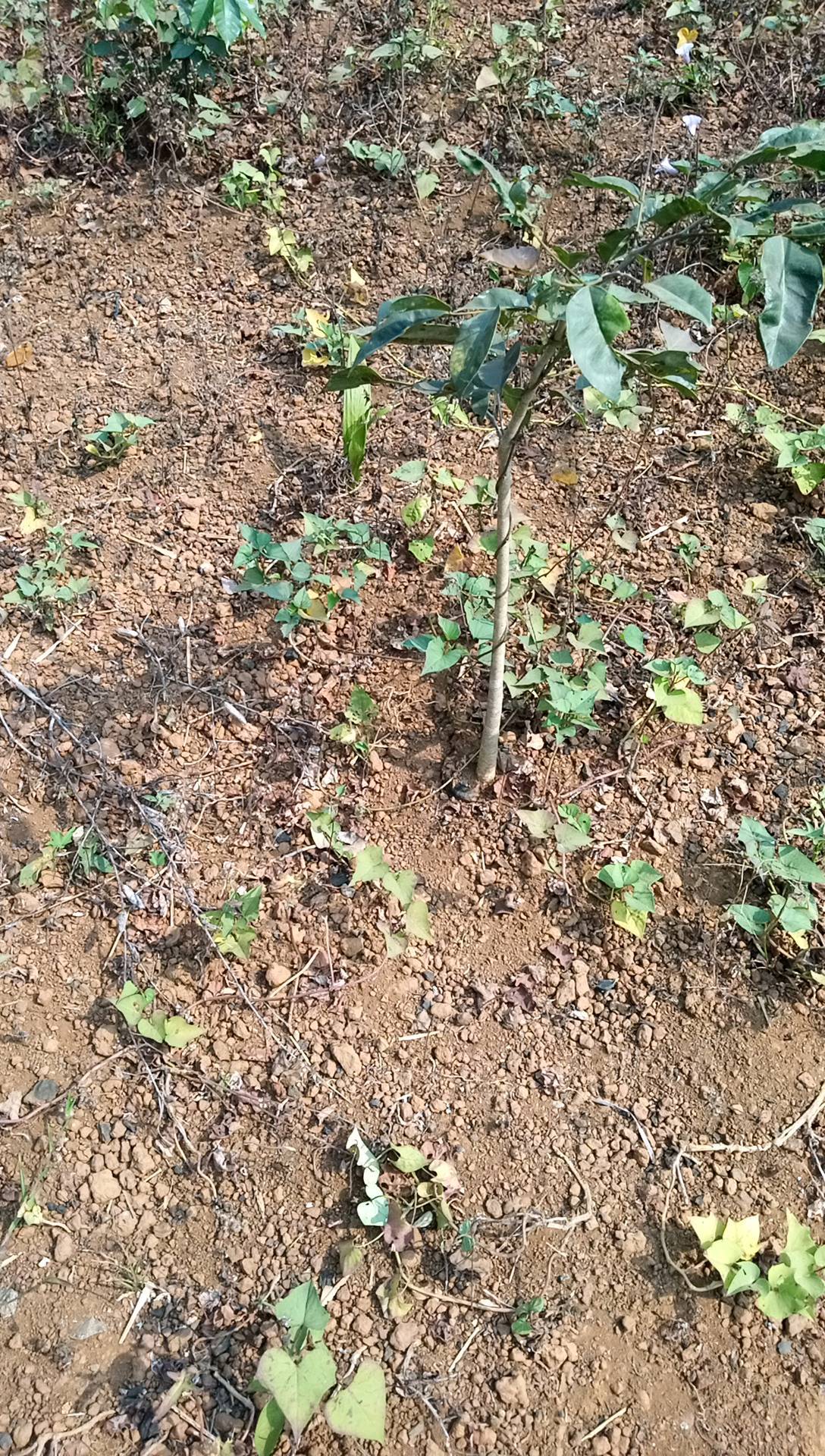 tree