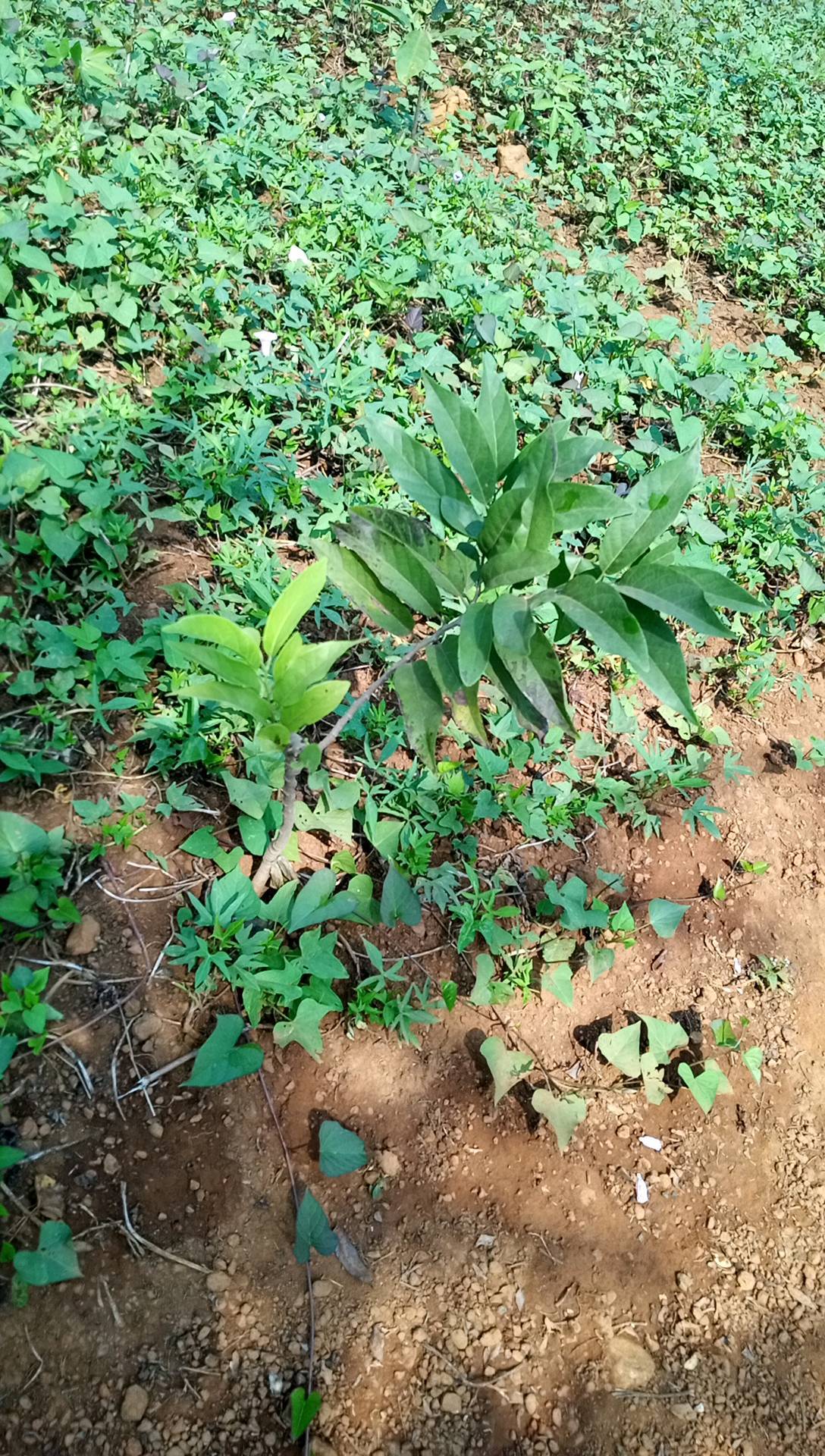 tree