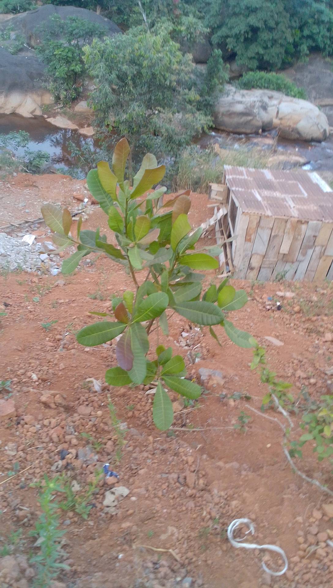 tree