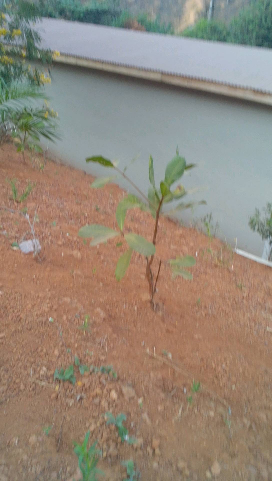 tree