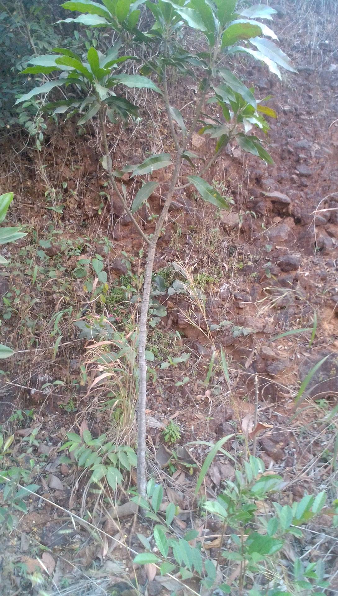 tree