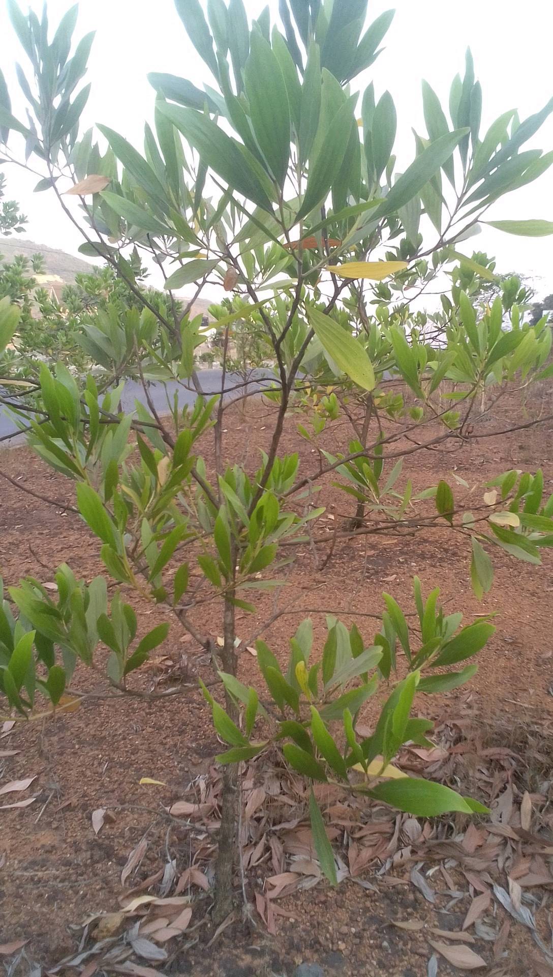 tree